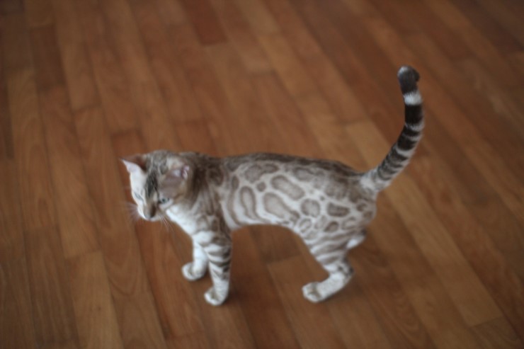 실밍크 뱅갈고양이 영웅이예요~ 관련 이미지 2