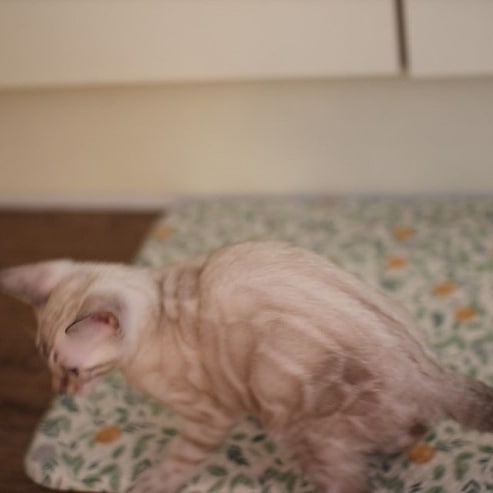 강아지니? 고양이니? 관련 이미지 7