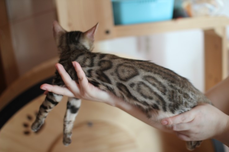 뱅갈고양이 브라운,실버 남아 분양 합니다~ 관련 이미지 11