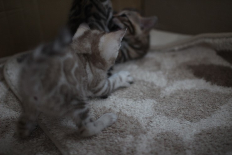 뱅갈고양이 6남매 꼬맹이들~ 관련 이미지 8