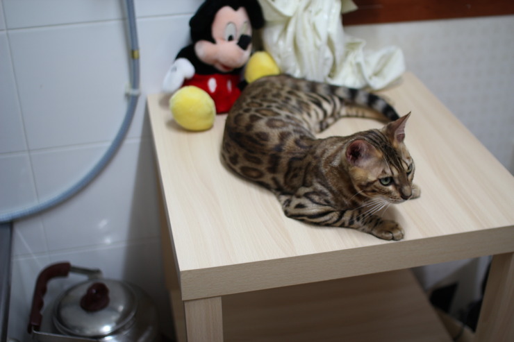 레이 녀석 몇달전 ~ 관련 이미지 4