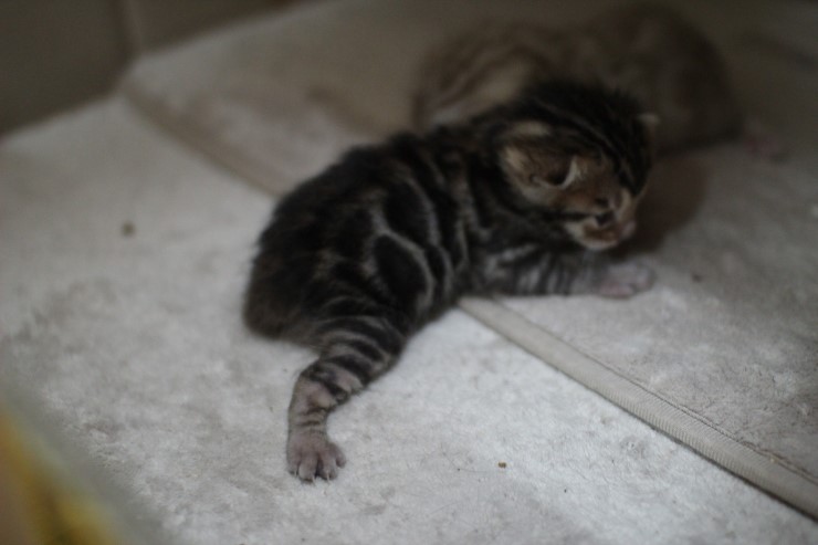 실밍크 뱅갈고양이,브라운 뱅갈고양이 형제예요~ 관련 이미지 2