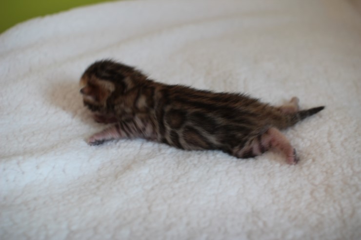 실버,브라운 뱅갈고양이 꼬물이들 사진 입니다 관련 이미지 12