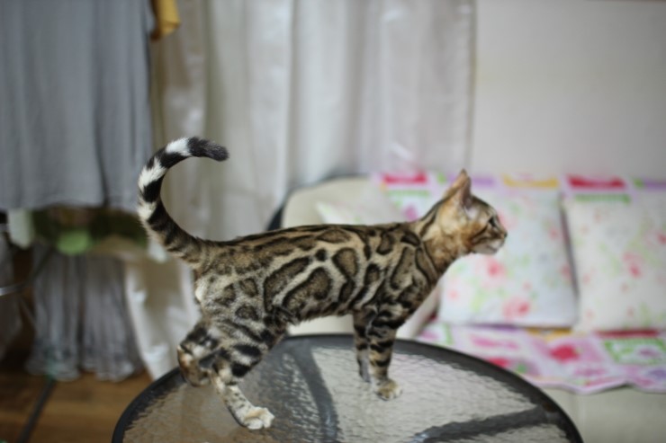 강아지 같은 성격에 뱅갈고양이 분양해요 관련 이미지 3