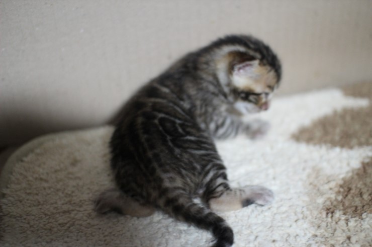 실링스 뱅갈고양이 꼬물이 여아예요~ 관련 이미지 3