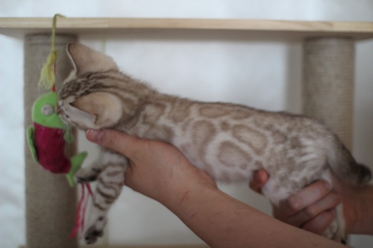 실밍크 뱅갈고양이 분양 남아 두아이 소개 합니다 관련 이미지 4