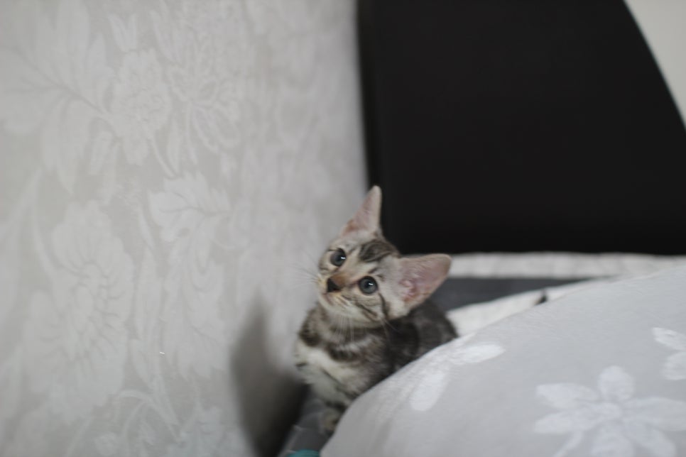 실버뱅갈고양이 순둥순둥 개냥이 여아예요~ 관련 이미지 2