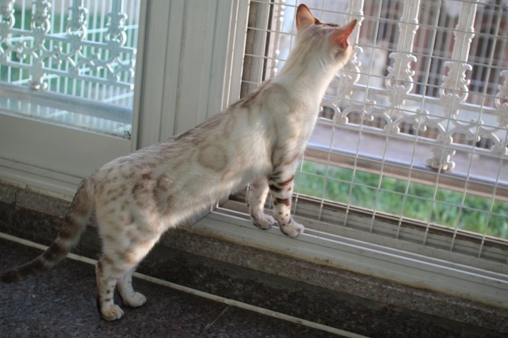 뱅갈고양이 키나와 스텔라 입니다~ 관련 이미지 13