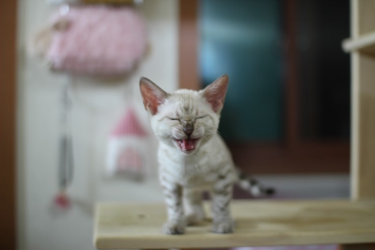 뱅갈고양이,뱅갈고양이분양, 링컨이한테 삐진 스노우뱅갈 꼬맹이 초아~~~ 관련 이미지 3