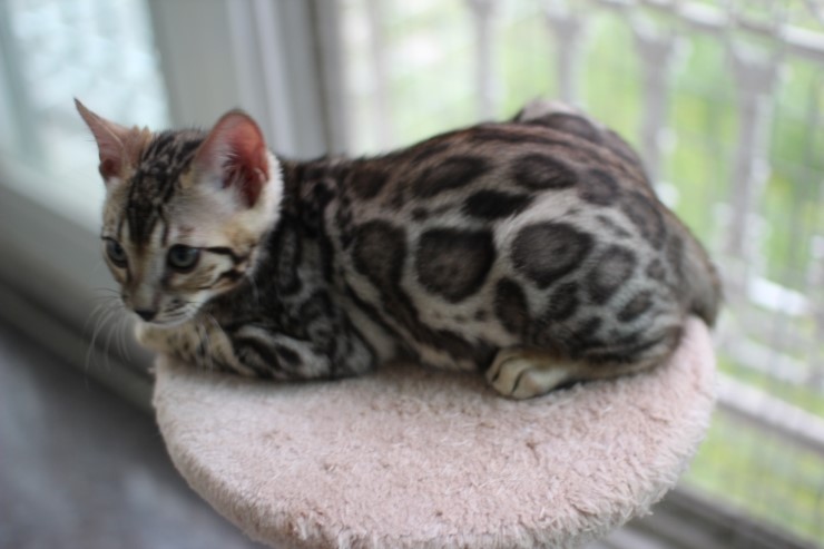 뱅갈고양이 남아 동글이 분양 합니다~ 관련 이미지 3