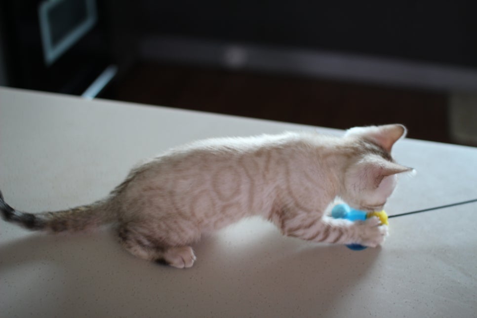 사람만 졸졸졸 따라 다니는 스노우뱅갈고양이 여아 분양해요~ 관련 이미지 16