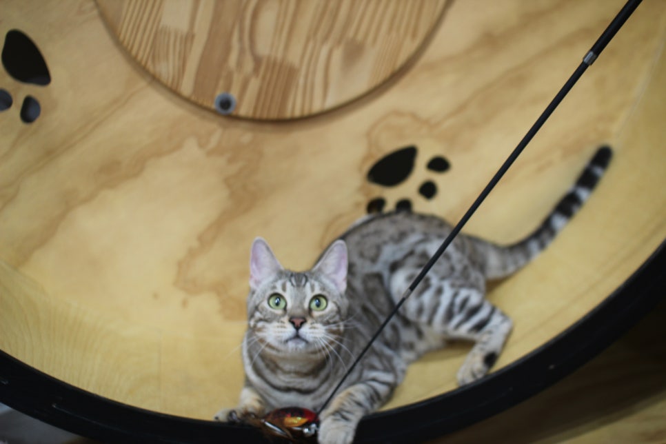 실버뱅갈고양이 성묘여아 완전 개냥이 분양해요^^ 관련 이미지 1