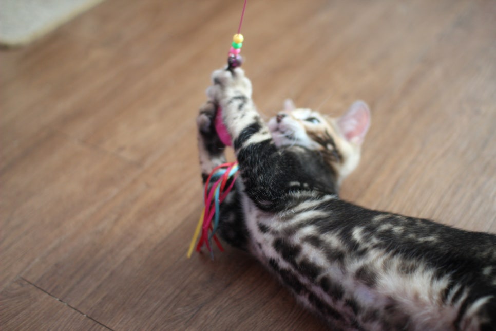 완전 개냥이 덩치 좋은 마블 뱅갈고양이 남아 분양합니다~ 관련 이미지 4