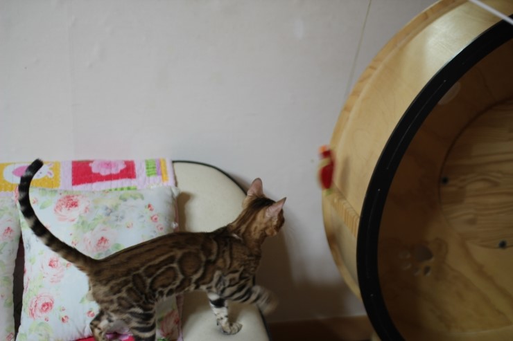 브라운 뱅갈고양이 키퍼 남아 워리어 입니다~ 관련 이미지 9