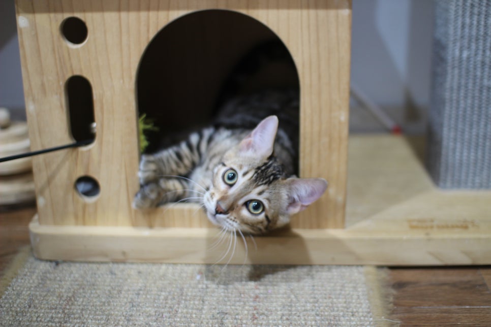 애교가 넘치는 미남 뱅갈고양이 분양해요~ 관련 이미지 2