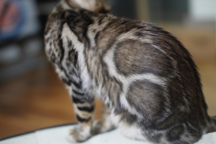 뱅갈고양이 peace 관련 이미지 2