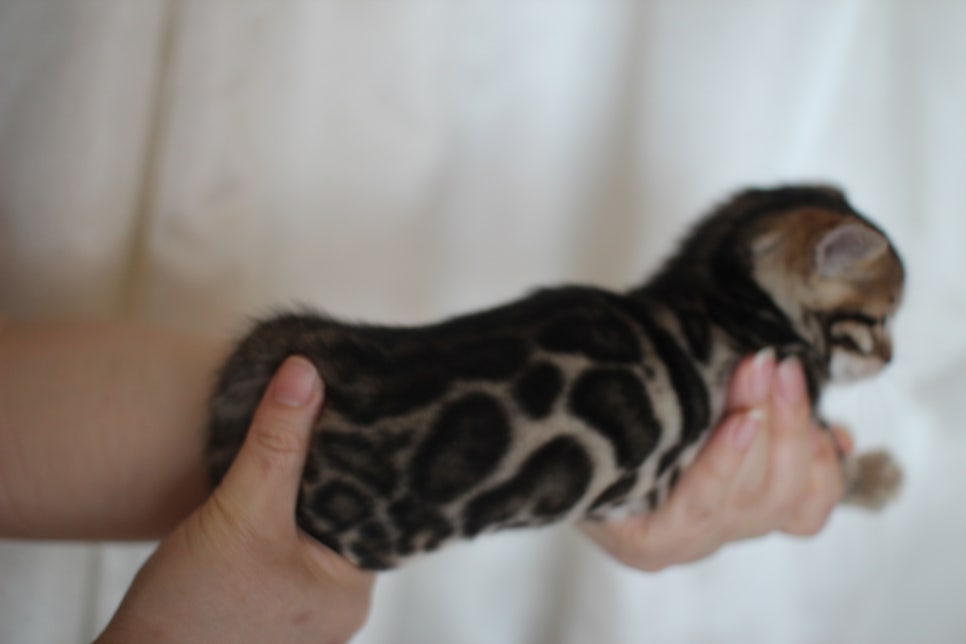 어메이징 브라운 뱅갈고양이 남아2~ 관련 이미지 3