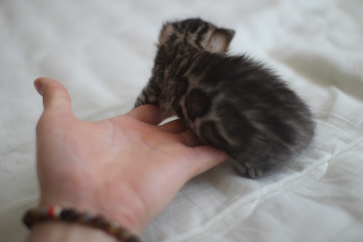 뱅갈고양이 남매 오늘 모습 입니다~ 관련 이미지 1