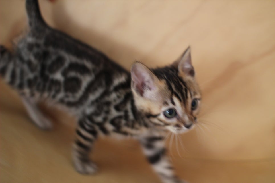 뱅갈고양이분양 환경좋은 홈캐터리에서 받으세요^^ 관련 이미지 6