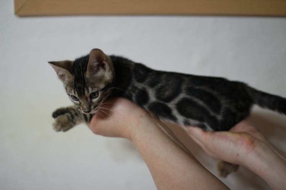 뱅갈고양이 브라운 보이 입니다~ 관련 이미지 1