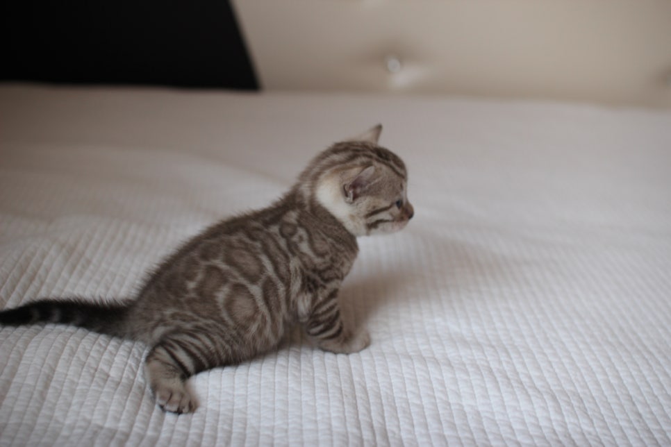 밍크뱅갈고양이 여아 막둥이 예약 분양 합니다~ 관련 이미지 1