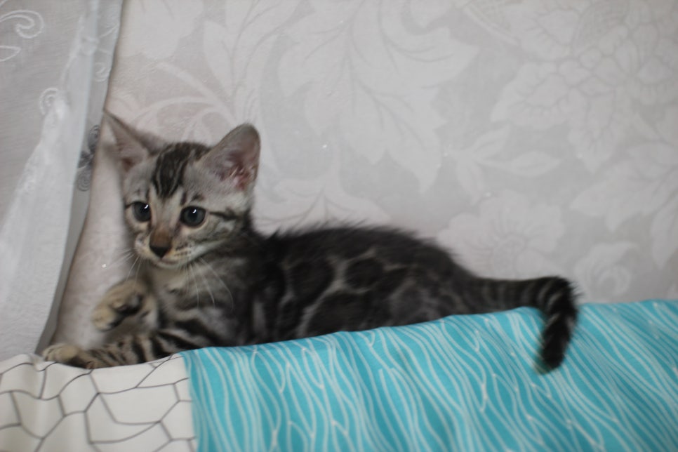 실버뱅갈고양이 순둥순둥 개냥이 여아예요~ 관련 이미지 4