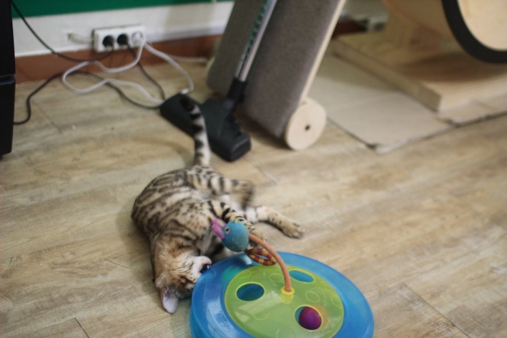 뱅갈고양이,스노우뱅갈고양이,  저희집 어린녀석들 오늘도 신나게 놀고 있어요^^......... 관련 이미지 3