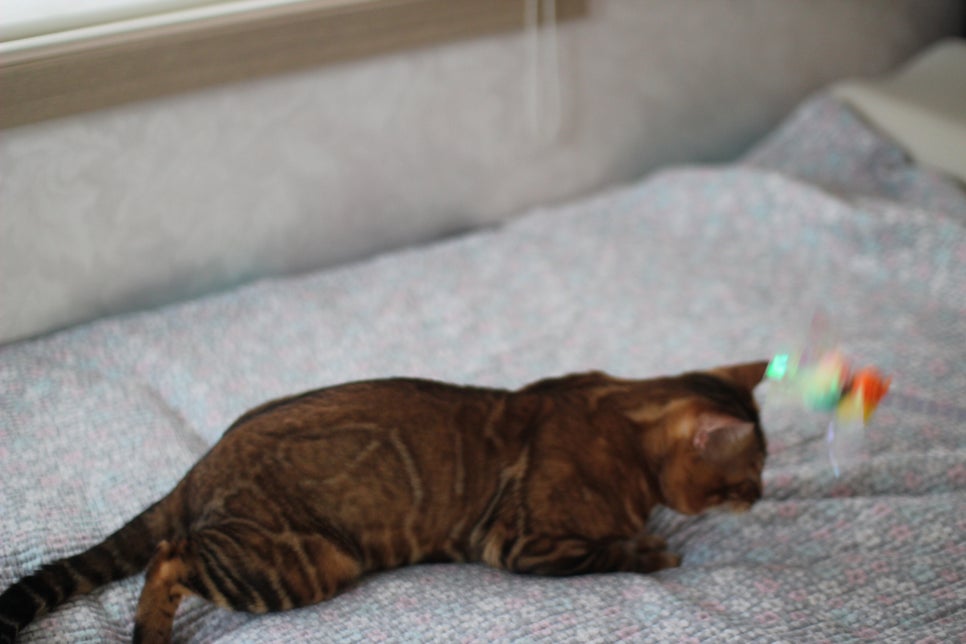 소유뱅갈캐터리 원탑 오랜만에 사진 찍었어요~ 관련 이미지 6