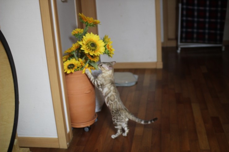 실밍크 뱅갈고양이 킹이예요~~ 관련 이미지 11