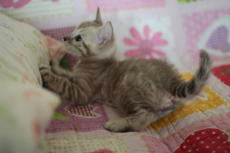 뱅갈고양이 분양 완전히 빠졌네 빠졌어~ 관련 이미지 10