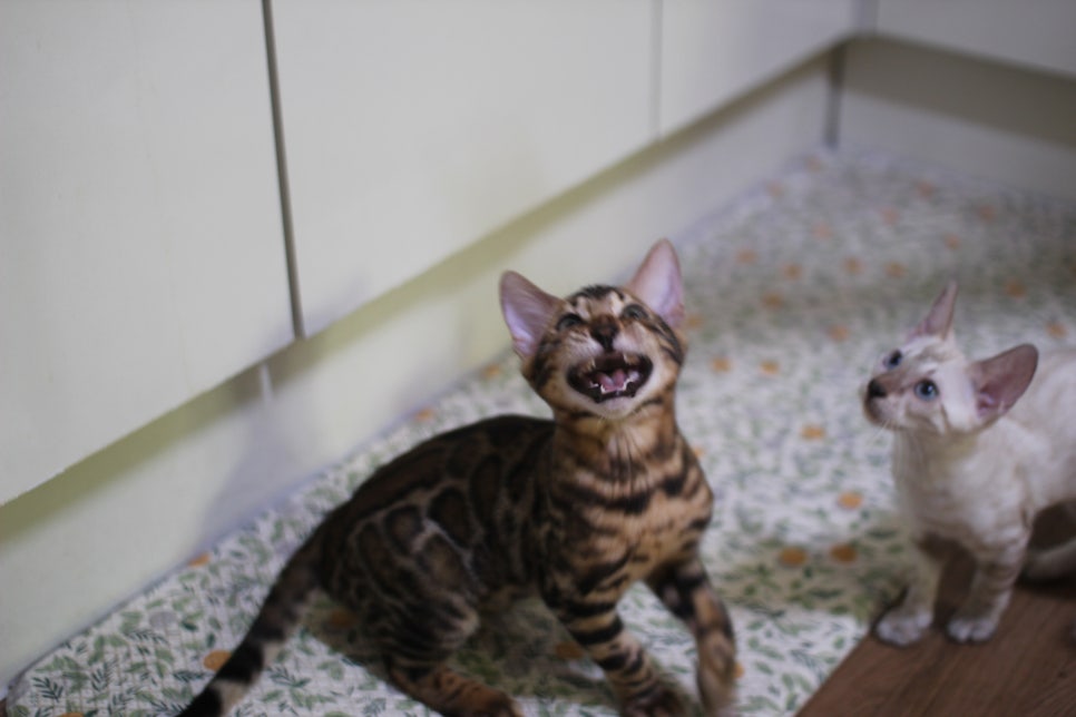 뱅갈고양이 분양중인 아이들~ 관련 이미지 4