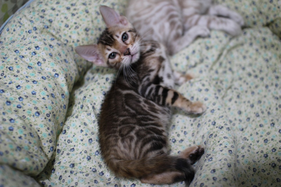 브라운 뱅갈고양이 여아 분양해요~ 관련 이미지 4