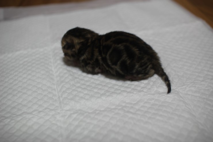 뱅갈고양이 꼬물이들 3일째~ 관련 이미지 2