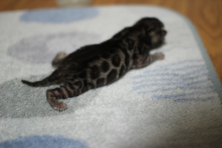 실버 뱅갈고양이 남아 꼬물이예요~ 관련 이미지 2