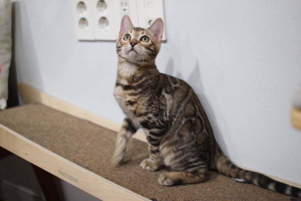 뱅갈고양이 분양 멋진 큰 무늬 아이 관련 이미지 6