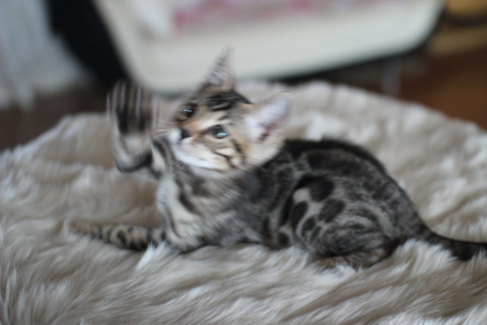 뱅갈고양이분양 멋진 빅로젯 아이들~ 관련 이미지 37