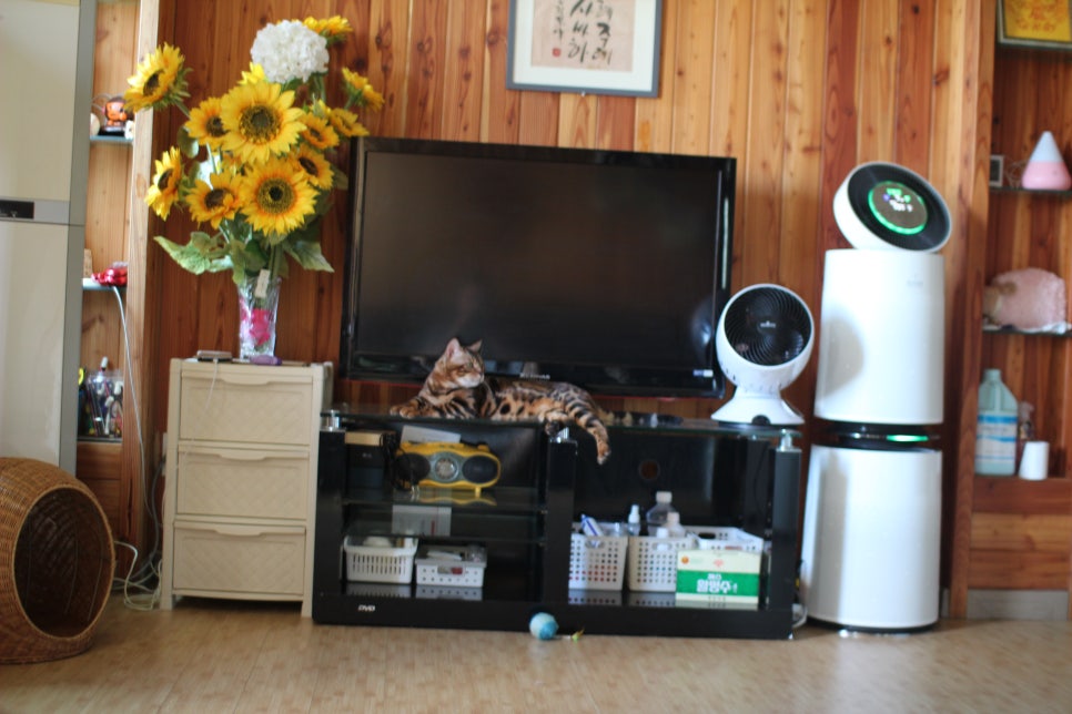 뱅갈고양이 블랙홀 하루종일 거실에서~ 관련 이미지 2