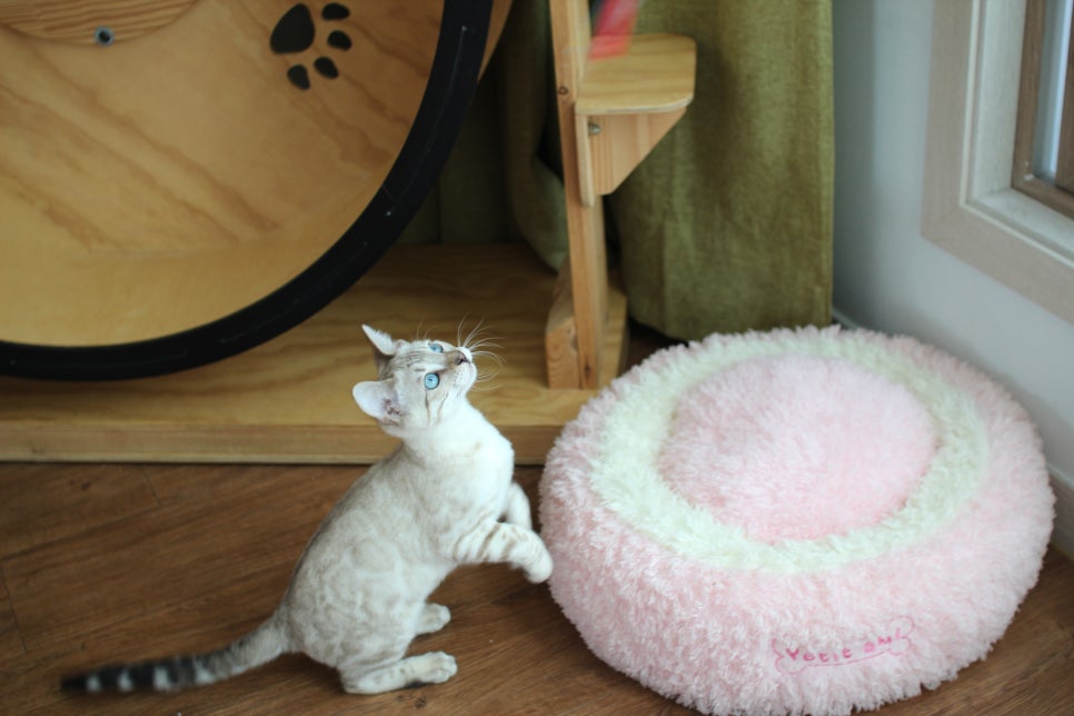 개냥이 스노우뱅갈고양이 남아 분양해요~ 관련 이미지 6