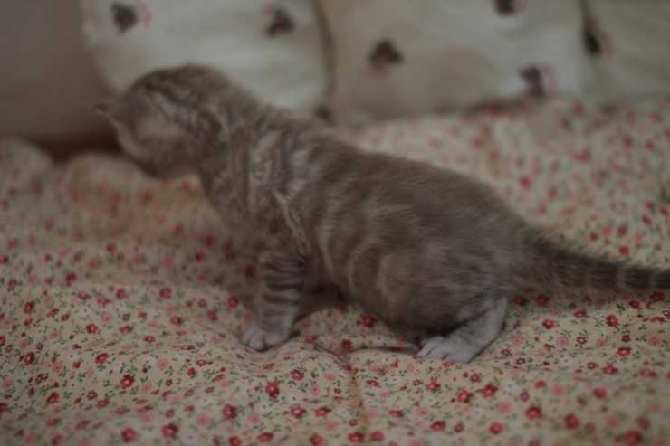 뱅갈고양이 분양 오묘한 매력에 칼라 스노우밍크 관련 이미지 8