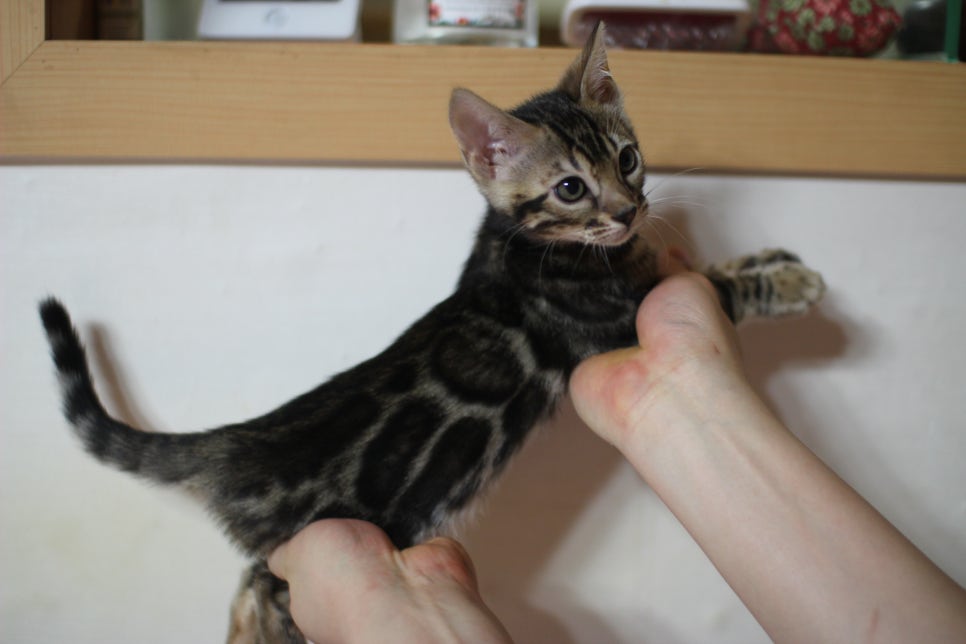 뱅갈고양이 브라운 보이 입니다~ 관련 이미지 4