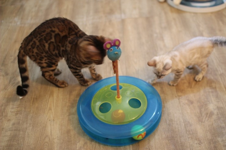 뱅갈고양이,스노우뱅갈고양이,  저희집 어린녀석들 오늘도 신나게 놀고 있어요^^......... 관련 이미지 6