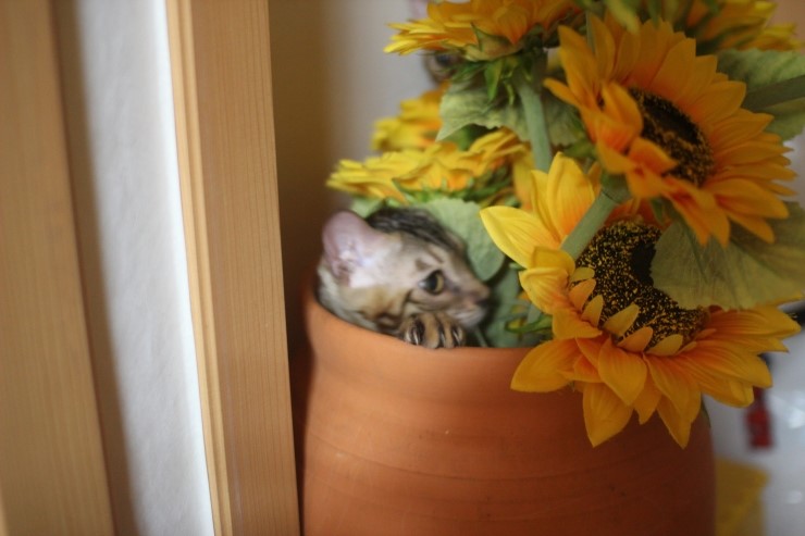 요 녀석 여기 숨어 있었구나~ 관련 이미지 5