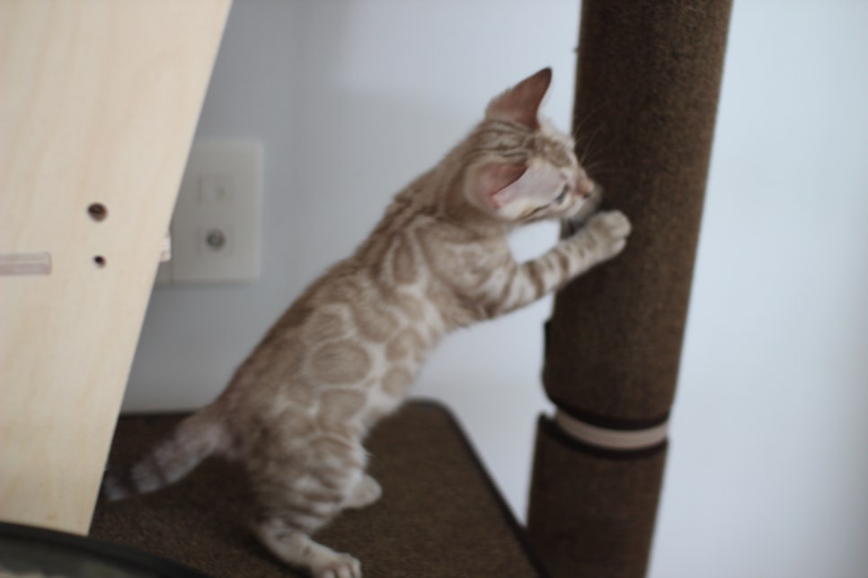 요정같이 생긴 실밍크뱅갈고양이 여아 분양해요~ 관련 이미지 20