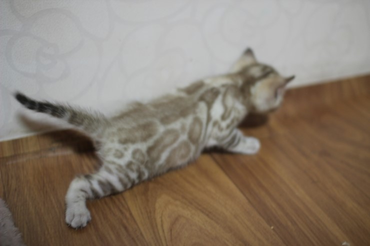 스노우 밍크 뱅갈고양이 남아예요~ 관련 이미지 6