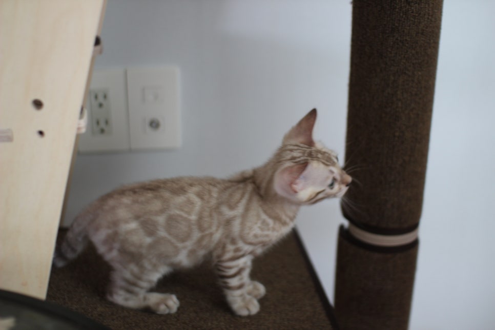 요정같이 생긴 실밍크뱅갈고양이 여아 분양해요~ 관련 이미지 18