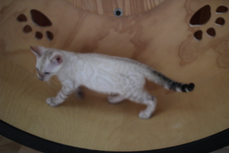 스노우뱅갈고양이 고급스러움을 자아내는 아이들 관련 이미지 10