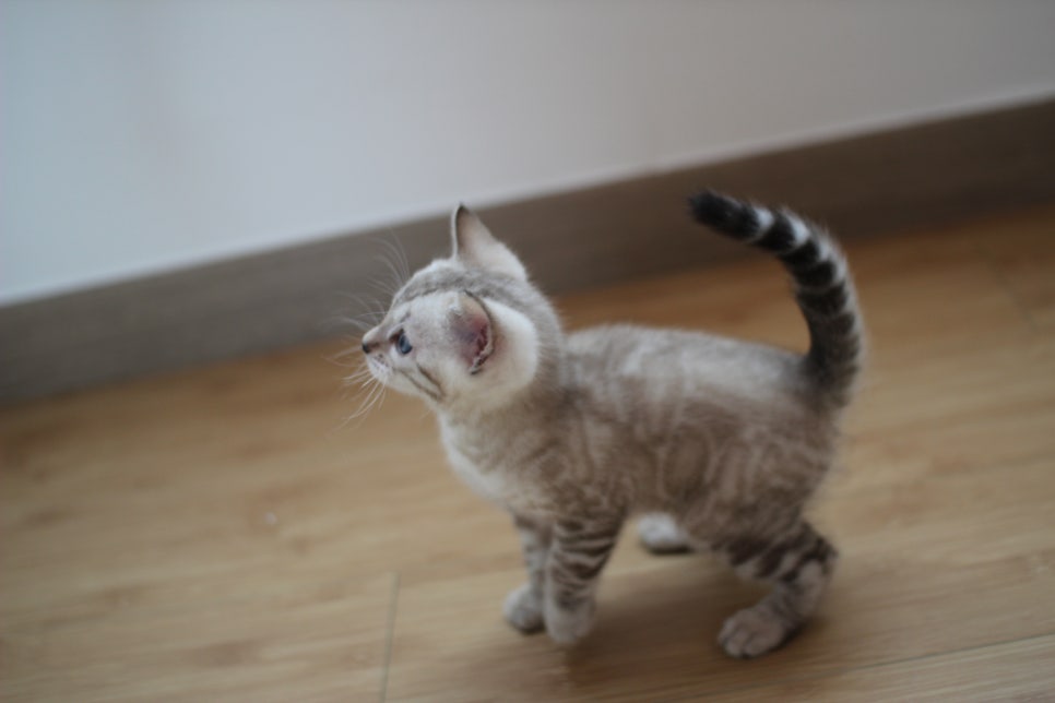 실밍크 뱅갈고양이 키퍼 남아 완전 말썽꾸러기 관련 이미지 12