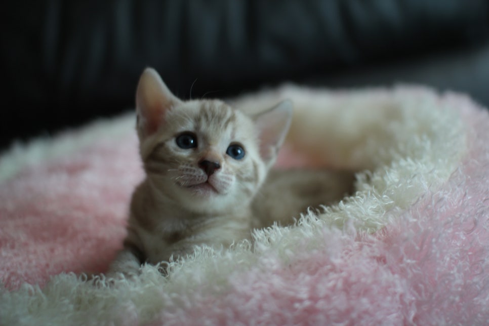 실밍크 뱅갈고양이 여아와 브라운 뱅갈고양이 남아예요~ 관련 이미지 4
