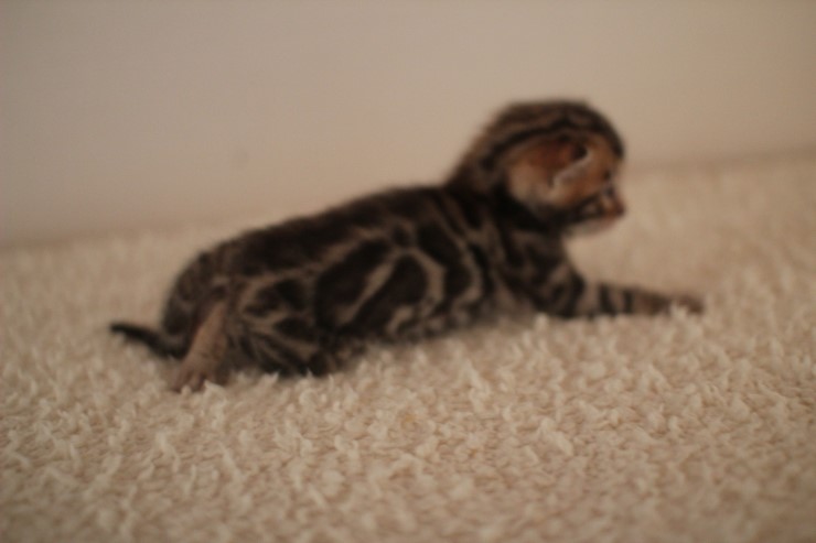 브라운 남아예요~ 관련 이미지 1