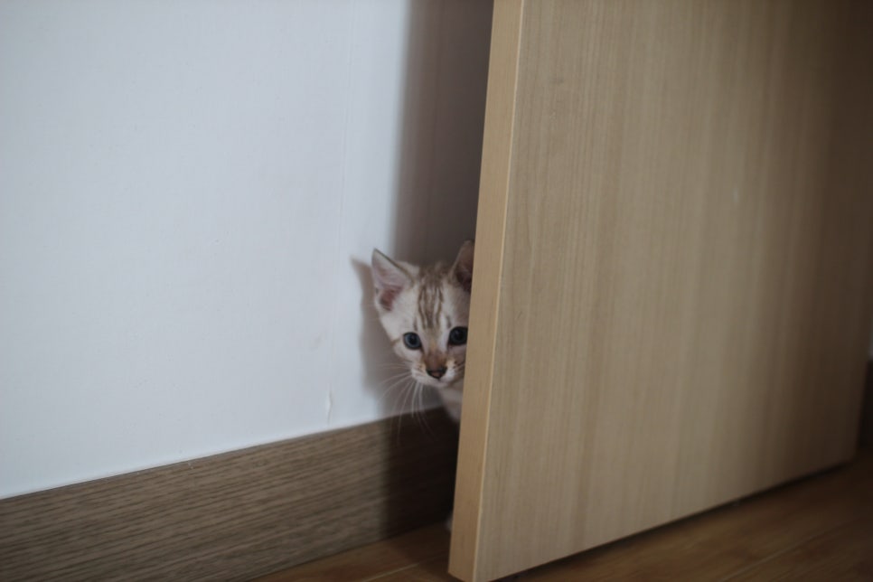 스노우뱅갈고양이 킹군이 숨바꼭질 놀이중 관련 이미지 4